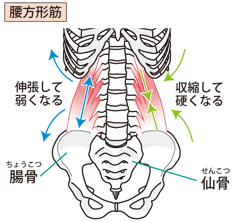 腰 の 骨 が 鳴る